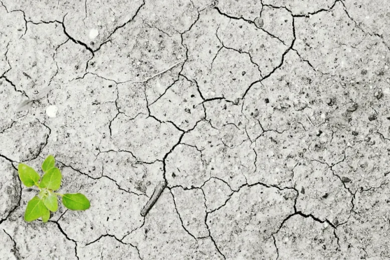 El Arte de Adaptarse: 6 claves para liderar cambios organizacionales exitosos